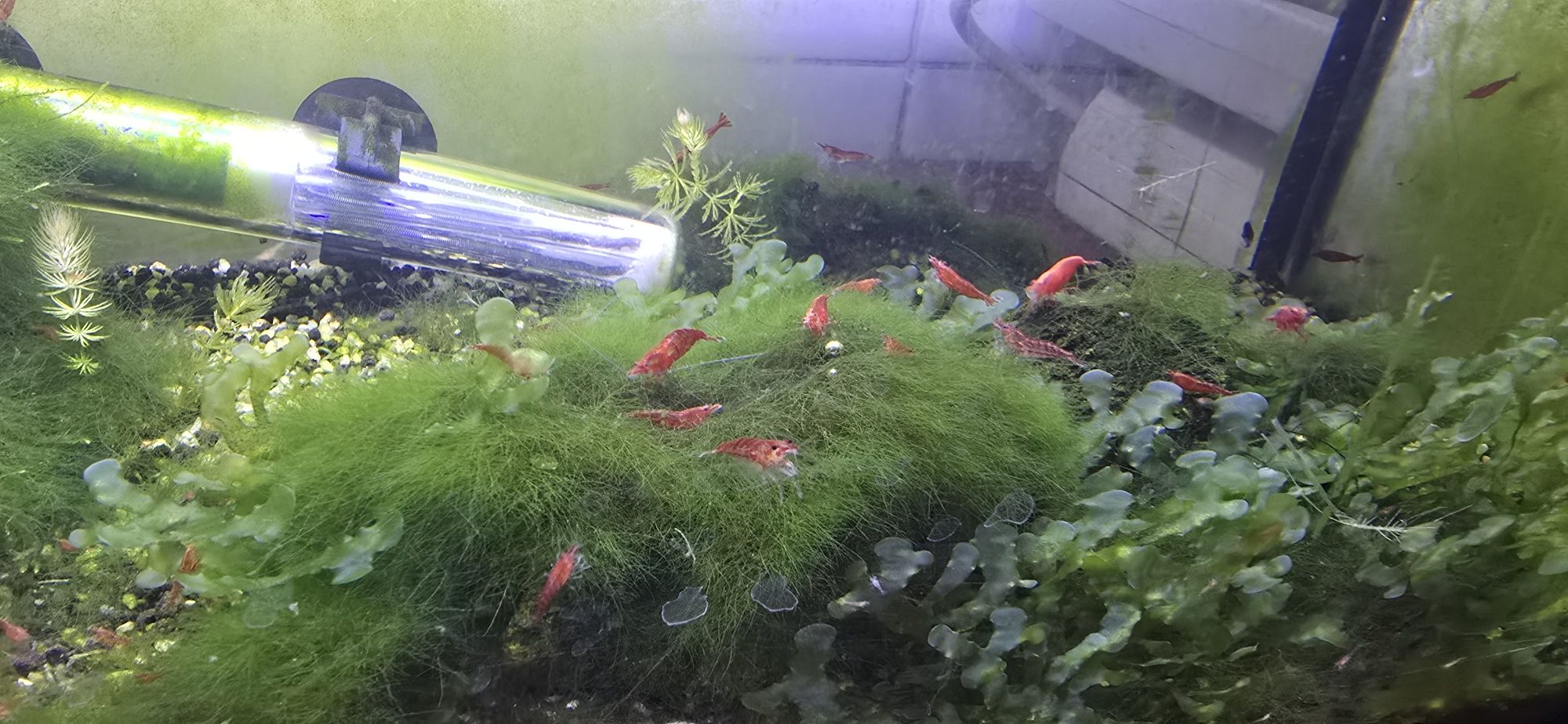 Cedo peixes caseiros