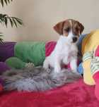 Jack Russell Terrier Suczka
