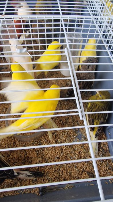 Canarios 2025 disponíveis