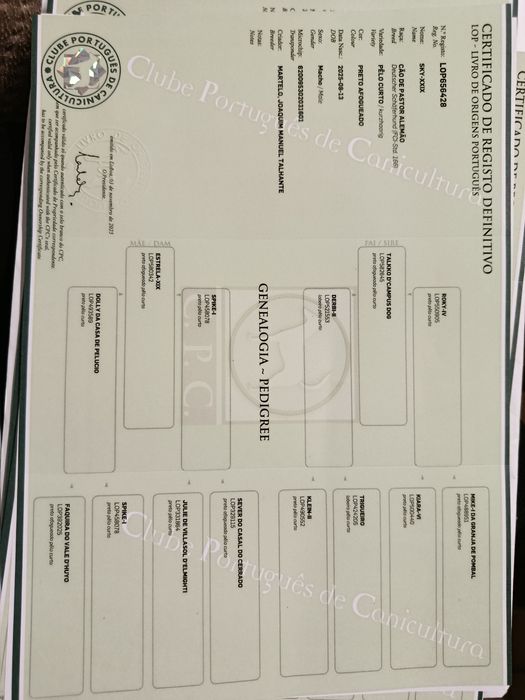 Cachorro de pastor alemão com LOP