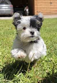 Yorkshire terrier biewer piesek