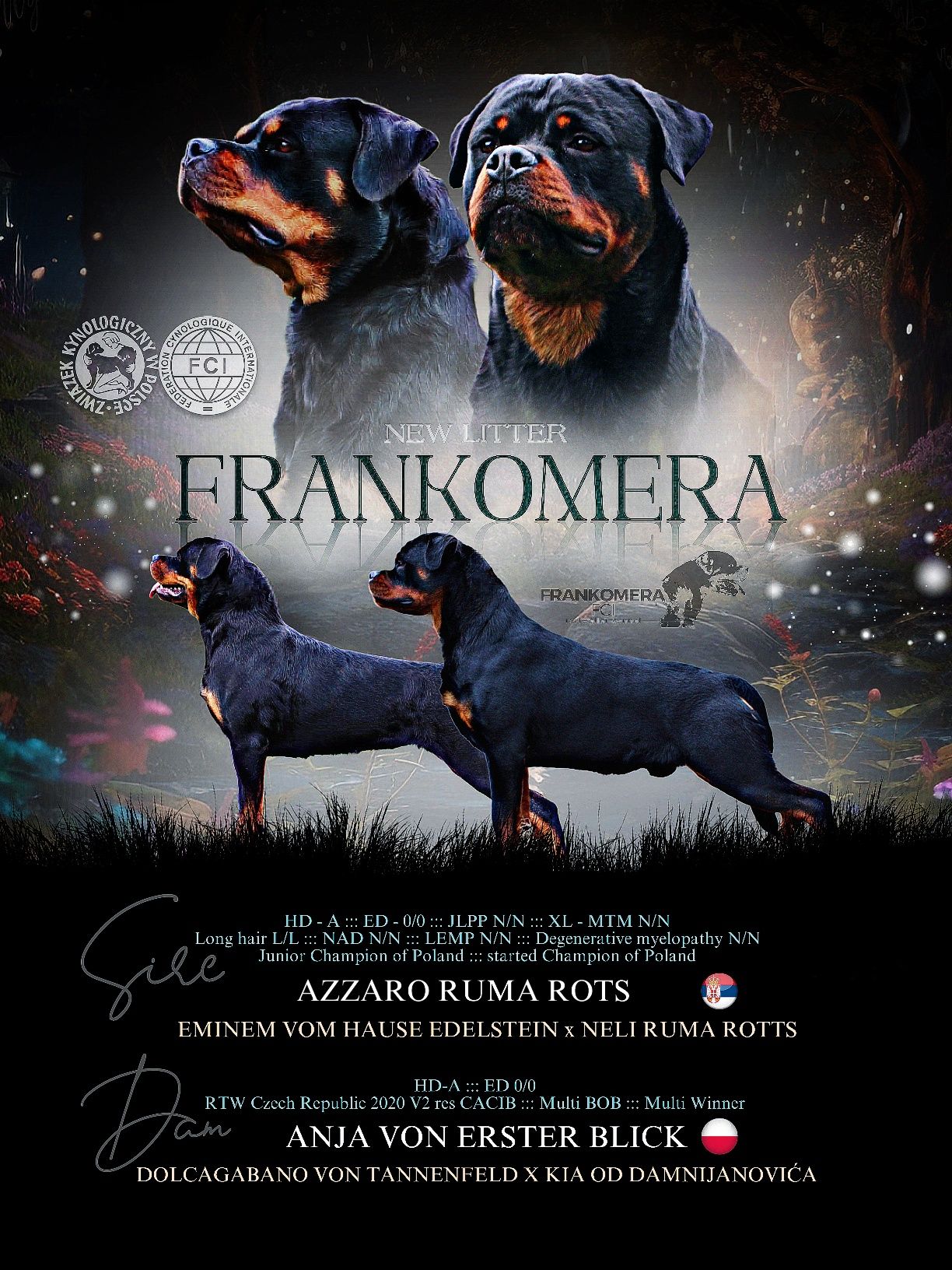 Rottweiler szczenię, suczka top rodowód ZKwP