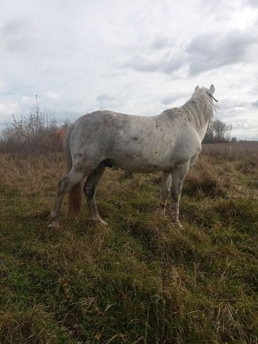 Продам жеребця терміново!!! 6 років