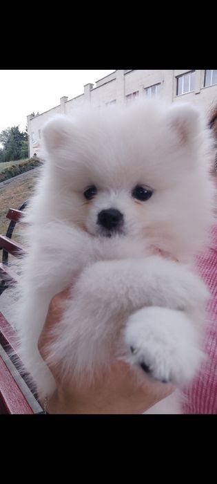 Очаровательные Щенки померанский шпиц