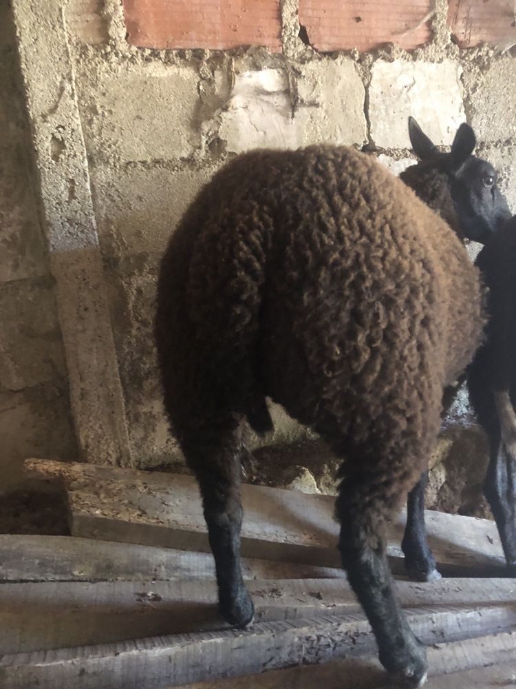 Vendo casal de borregos malhados holandes x texel blue.