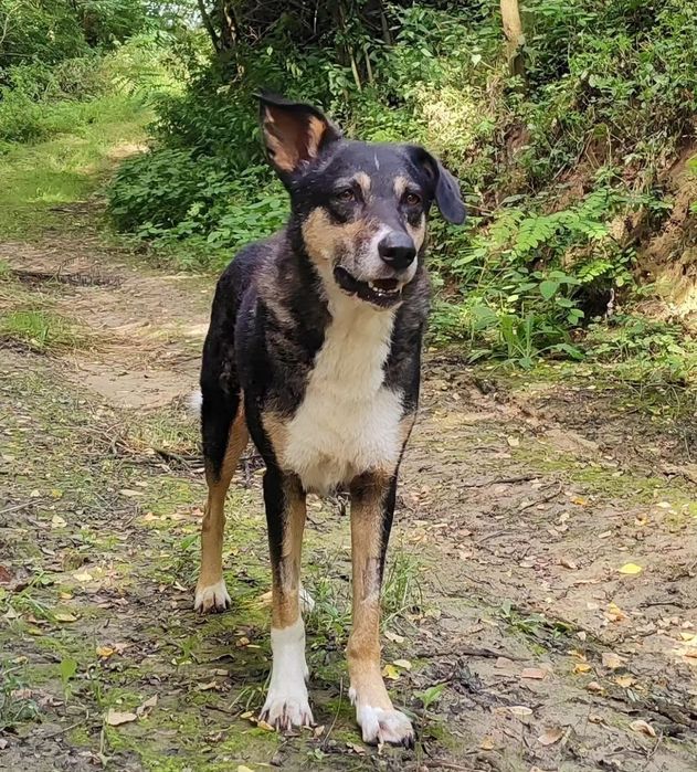 Roxi czeka na kochający dom