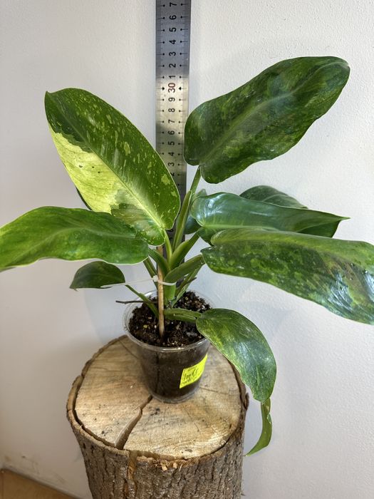 Філодендрон Philodendron Imbe White Marble