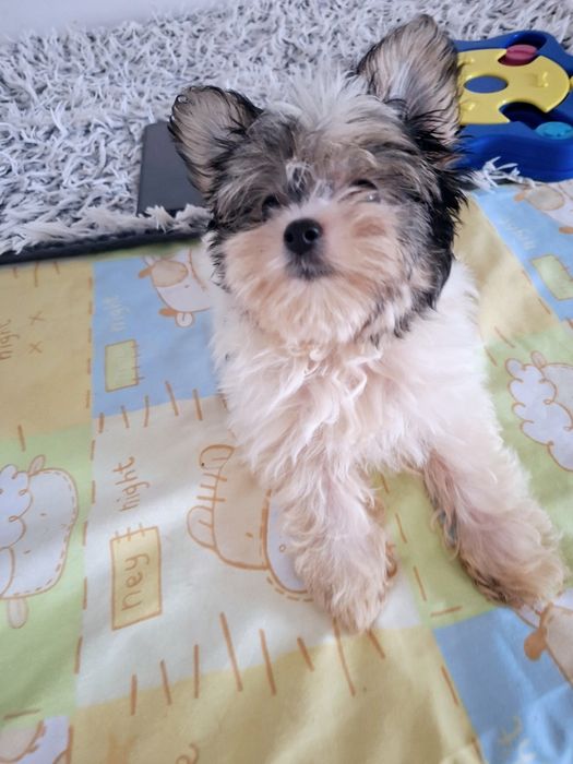 Mini york biewer Alinka- mama waga 2.40kg , tata 1.90kg