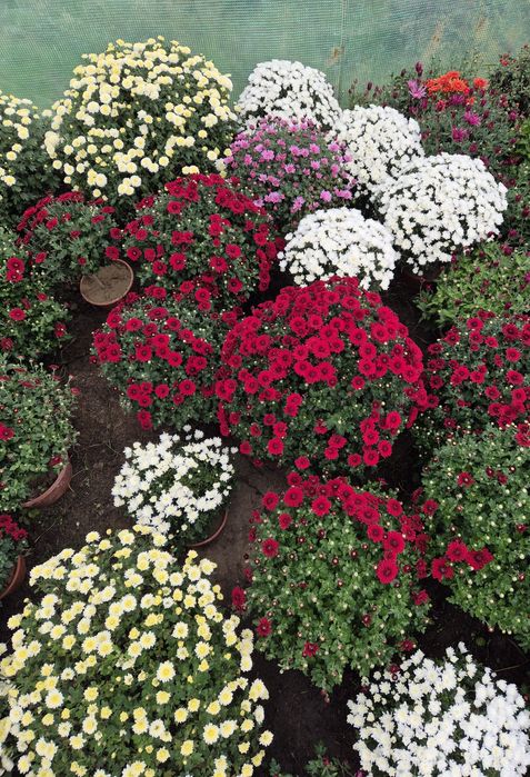 Chryzantemy złociste