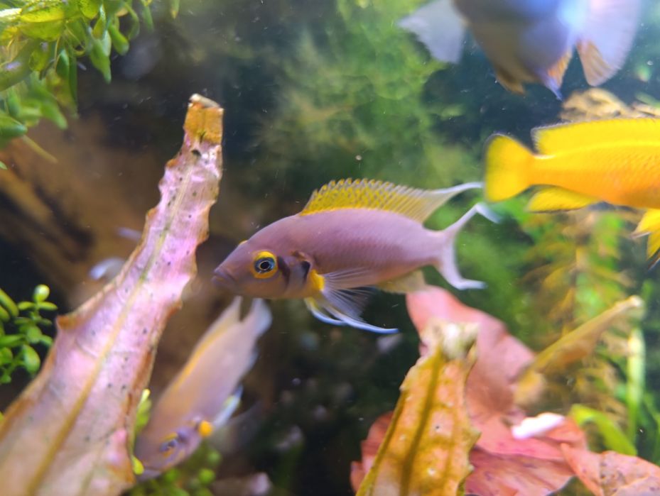 Неолампрологус пульхер(Дафаділ)