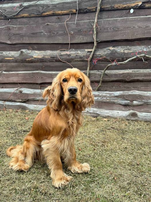 Вязка. Английски кокер-спаниель