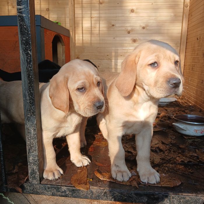 Малі чистокровні лабрадорчики чекають на добрих господарів.