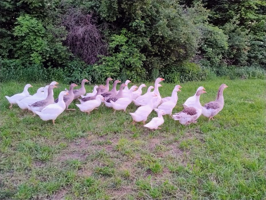 Sprzedam kaczki,gęsi i indyki żywe i tuszki