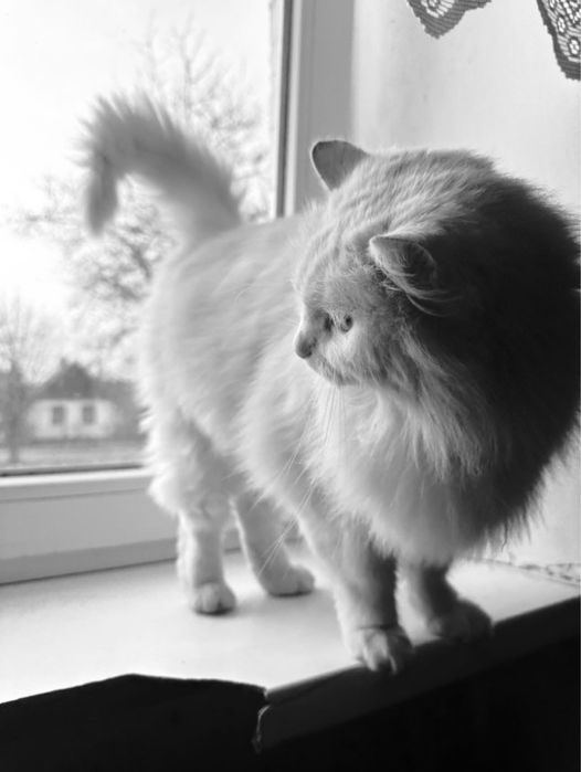 Котик у добрі руки