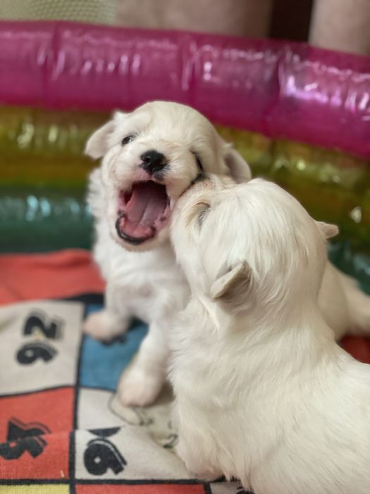 Цуценята «Мальтійська болонка»