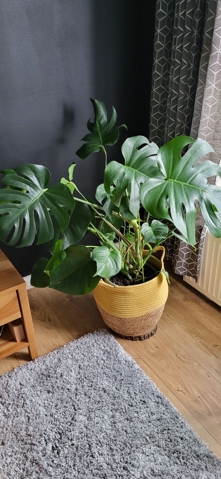 Duży kwiat monstera