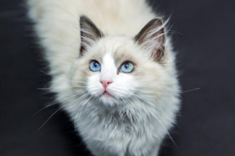 Ragdoll, śliczny kocurek seal bicolor -rodowód FPL