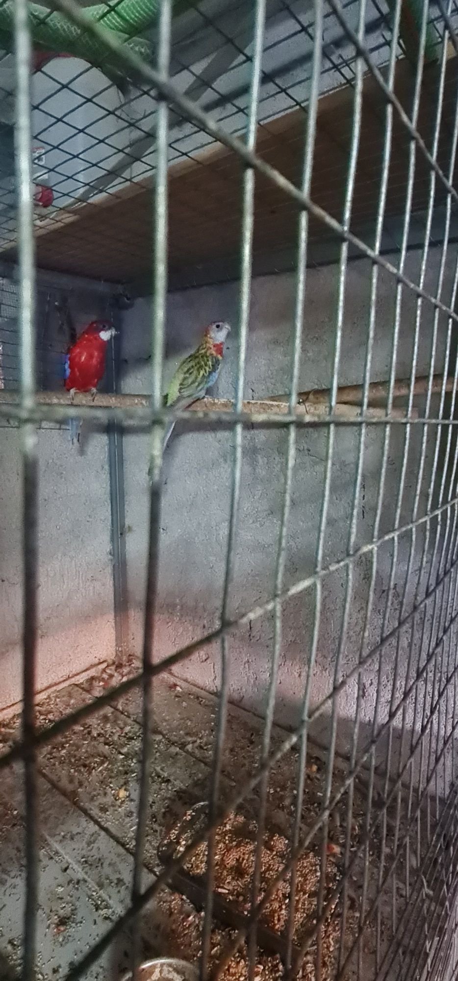 Vários tipos de aves