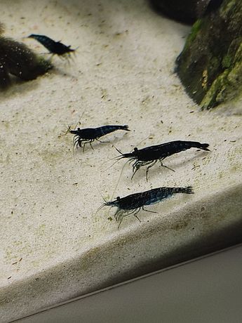 Krewetka Neocaridina Blue Velvet