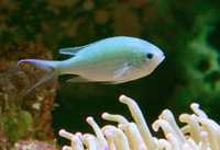 Chromis viridis - Green Reef Damselfish - Água Salgada