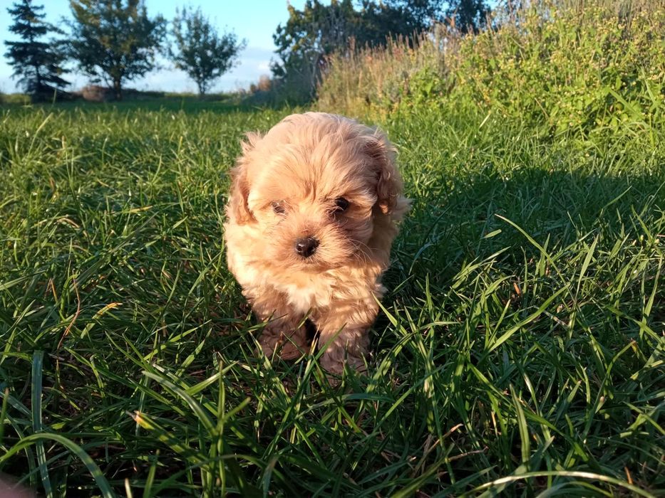 Maltipoo chłopczyk