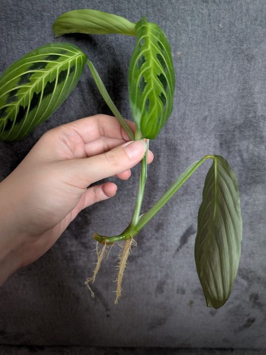 Sadzonka Maranta Lemon Lime