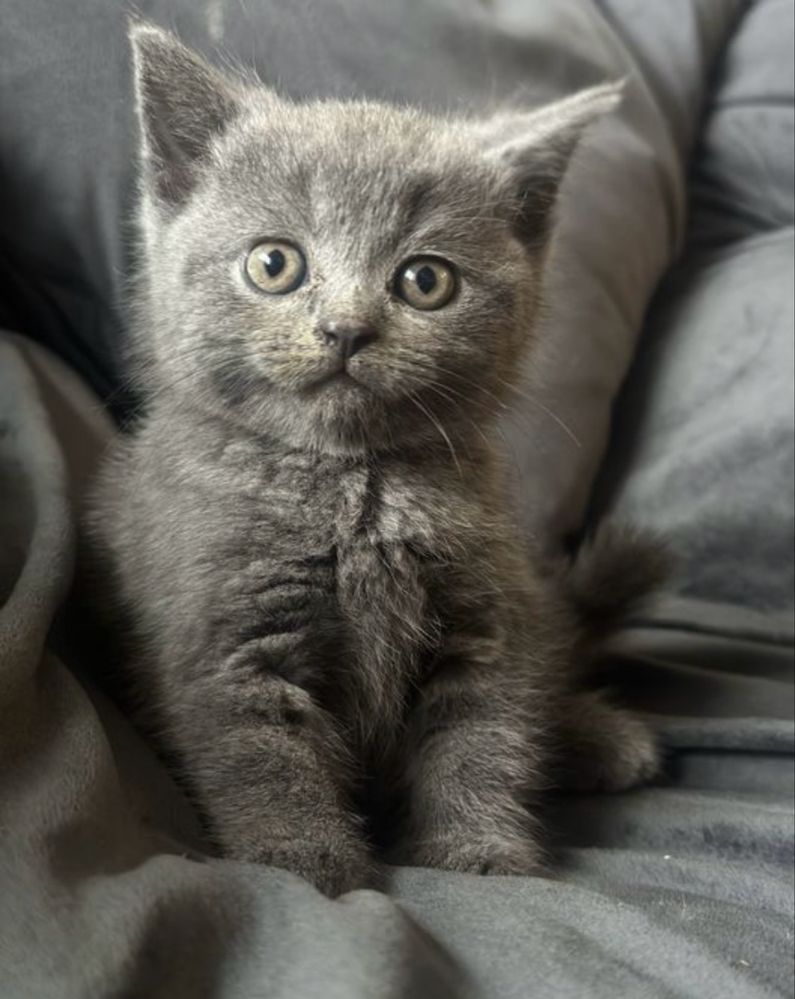 Британские котята