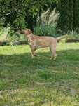 Labradorka do adopcji