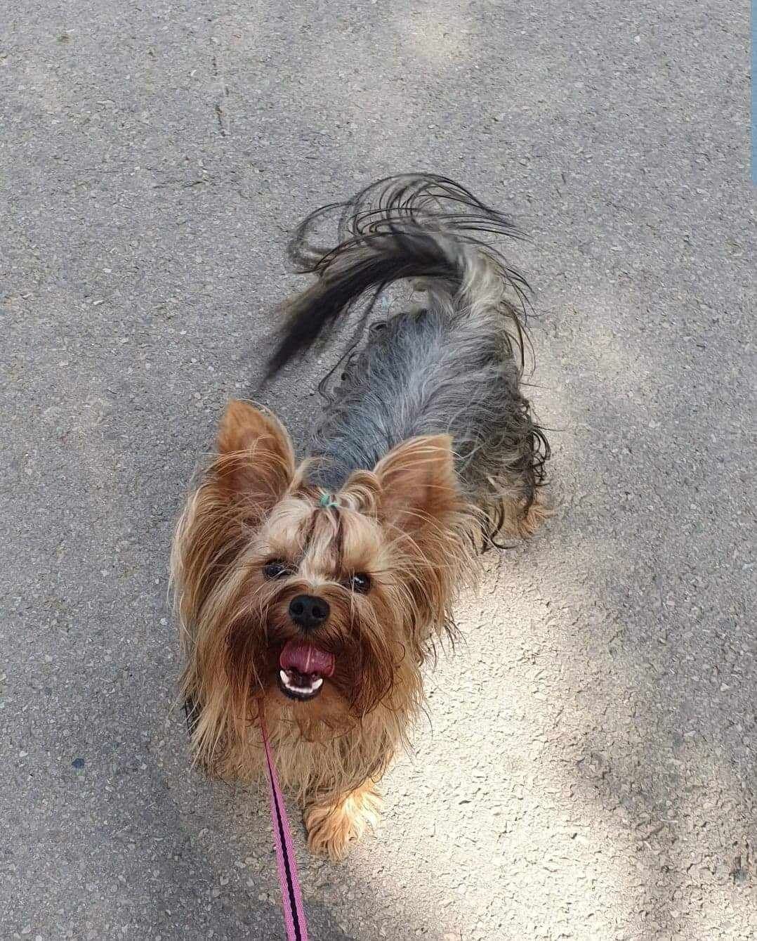 Reproduktor Yorkshire terrier