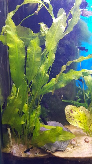 Aponogeton crispus sprzedam