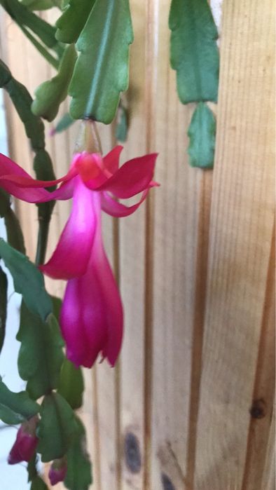 Рождественник шлюмбергера декабрист