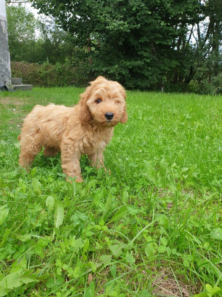 Cockapoo. Hybryda. Chłopczyk Noe.