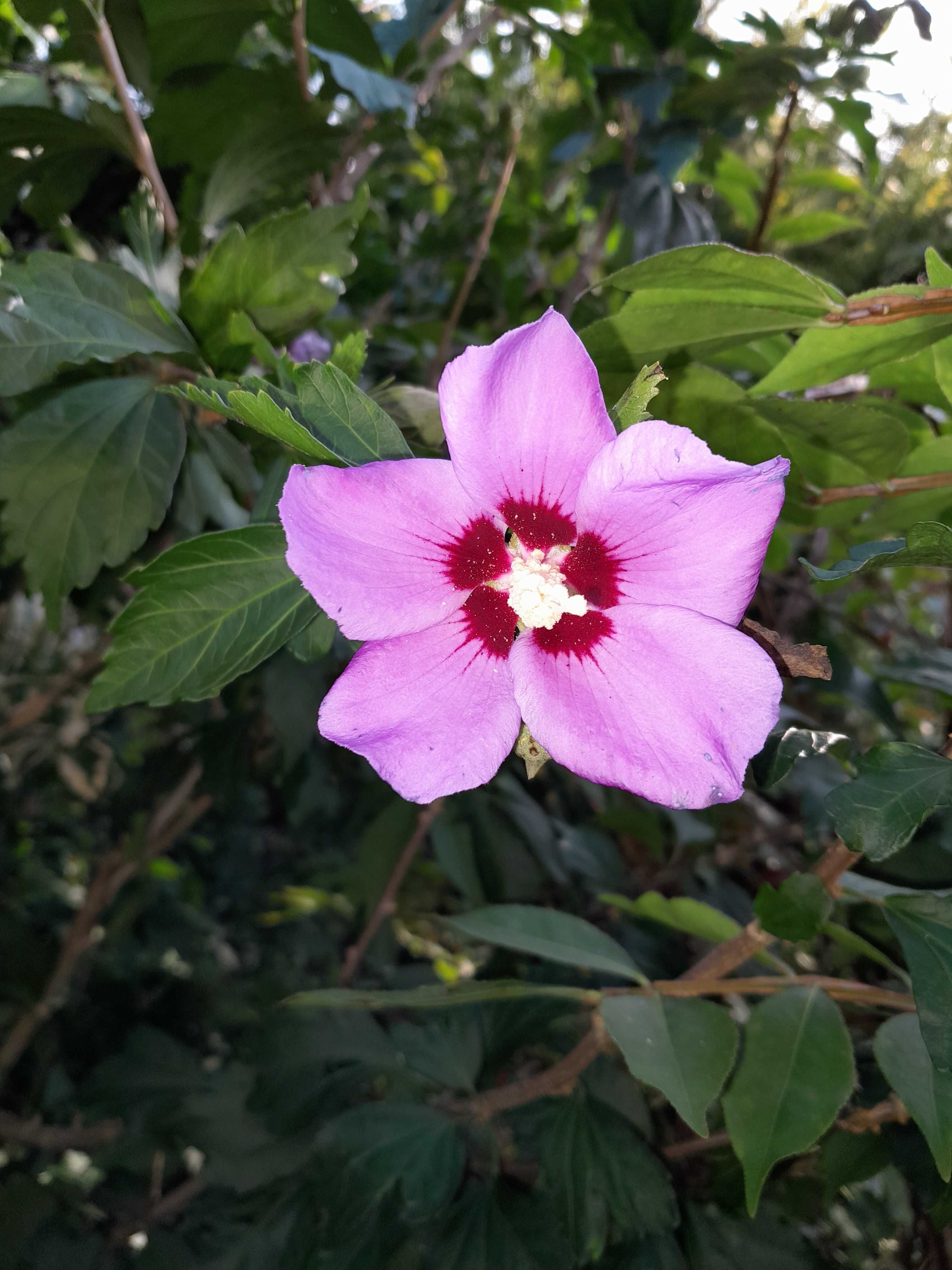 Ketmia hibiskus japoński