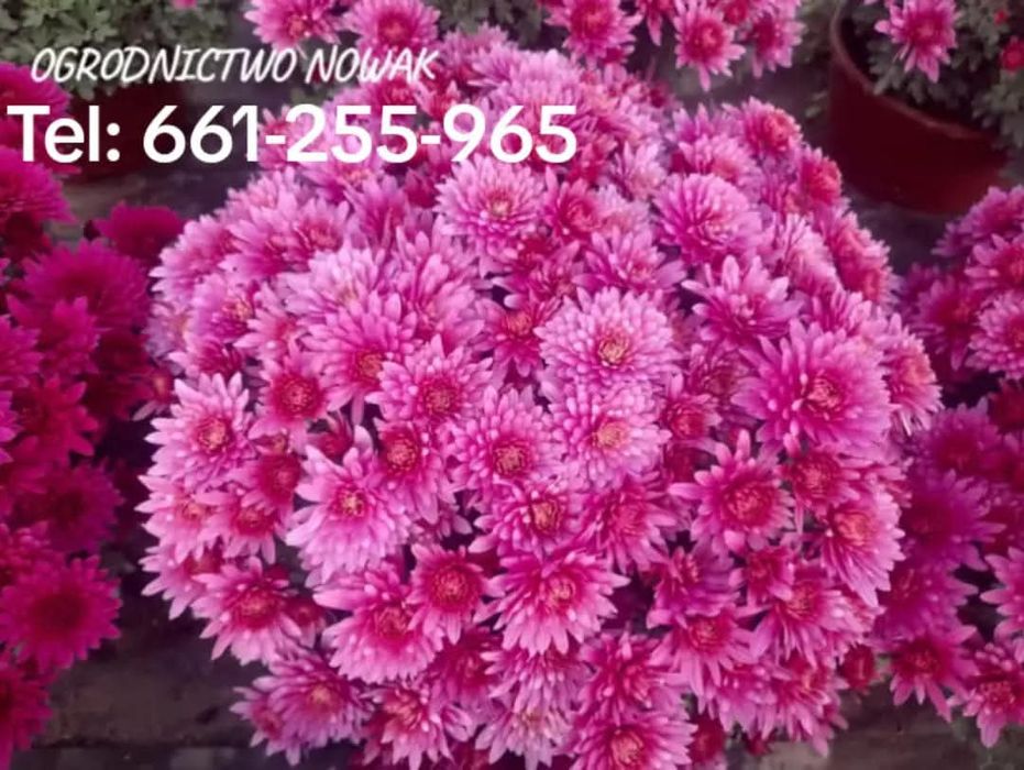 Chryzantemy Producent