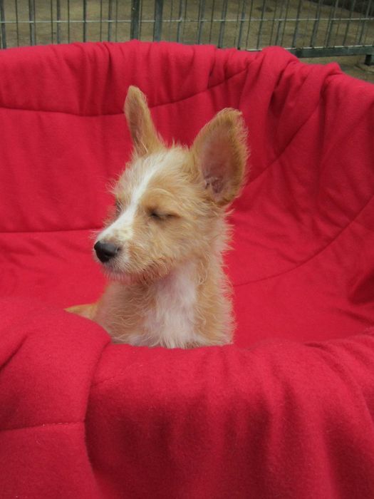 Podengo Português Médio Cerdoso LOP/Pedigree/Afixo