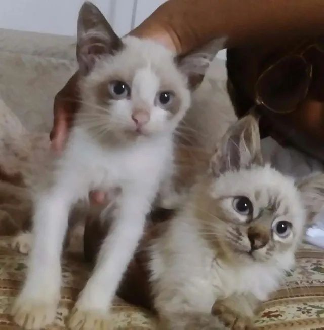 Gatinho para adoção