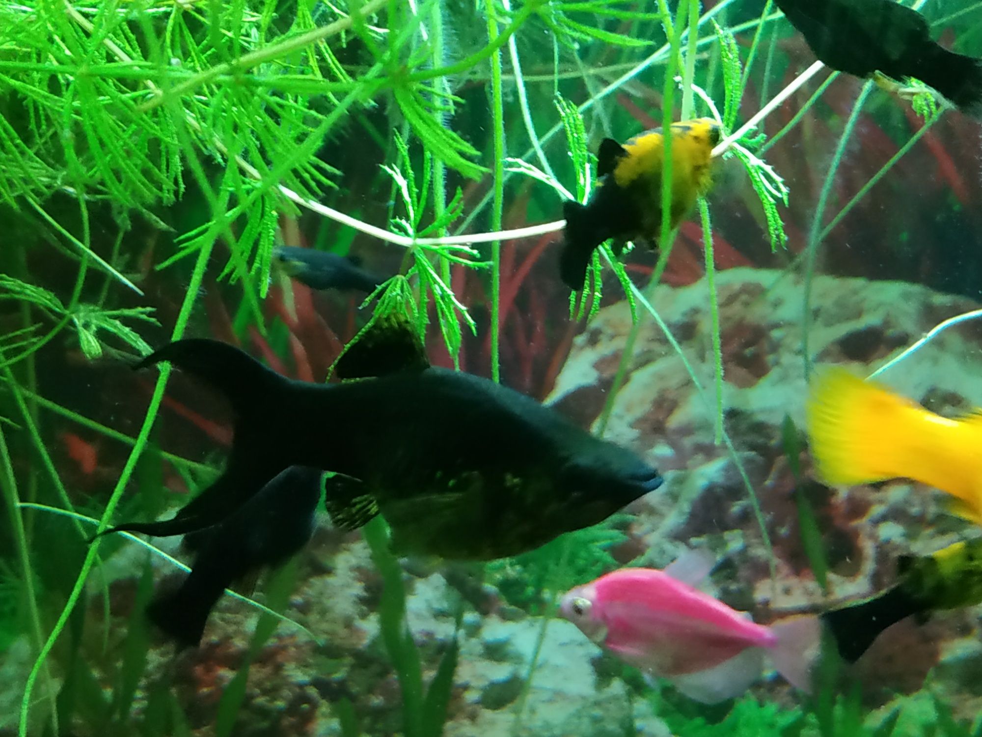 Акваріумні рибки Молінезії
