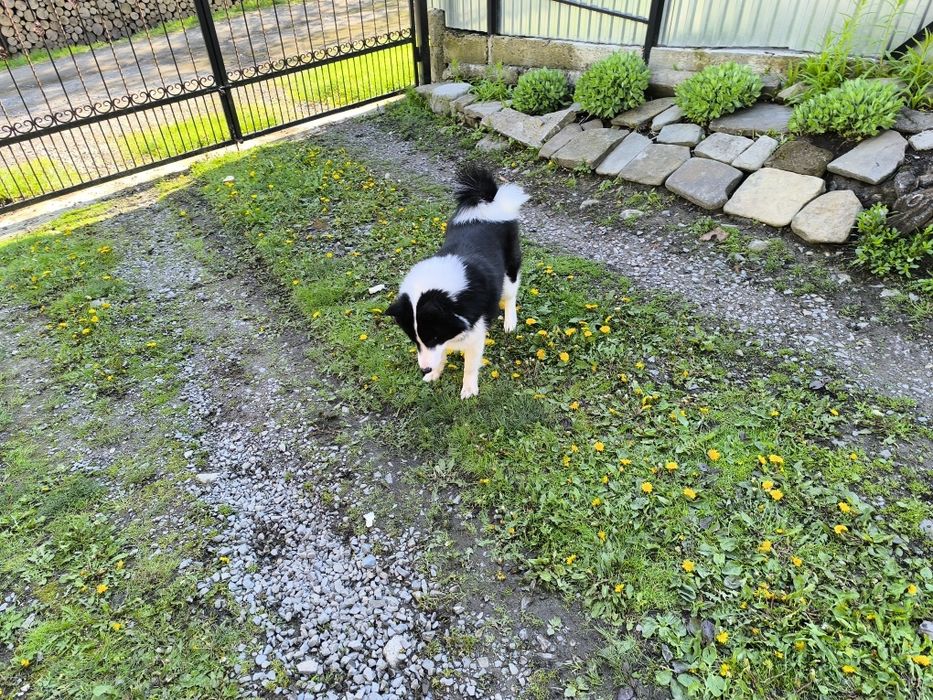 Продам молодого робочого кобеля  русько-європейської лайки