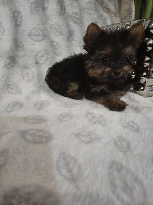 Sunia york z Rodowodem do odbioru