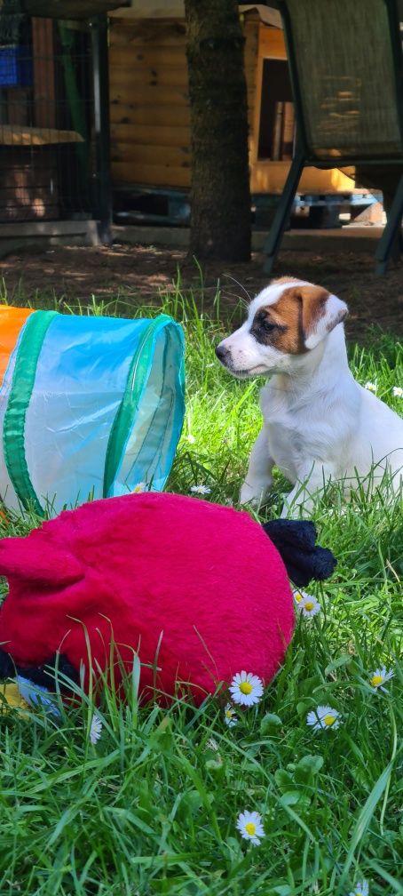 Jack Russell Terier piękna suczka gładkowłosa.