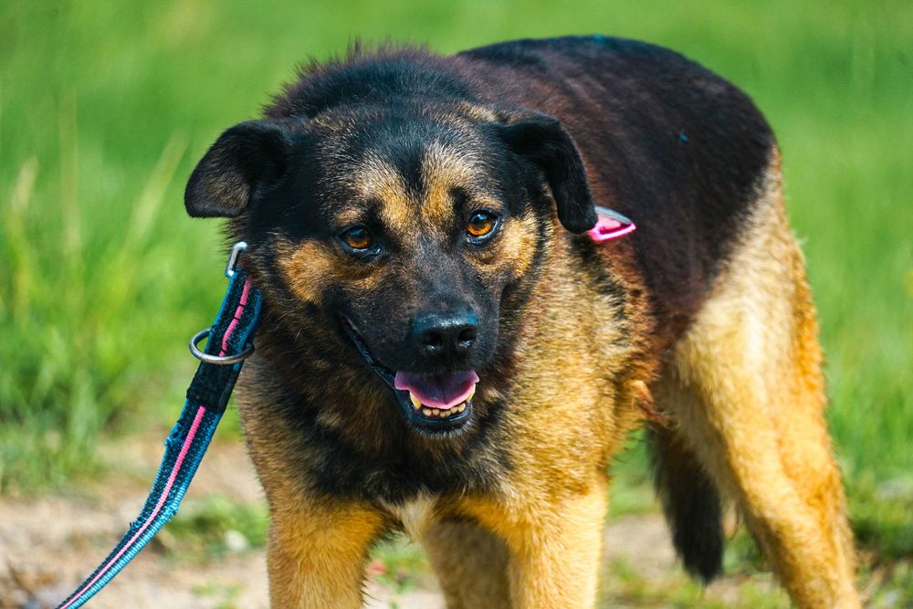 VIRGO - śliczny piesek szuka domu