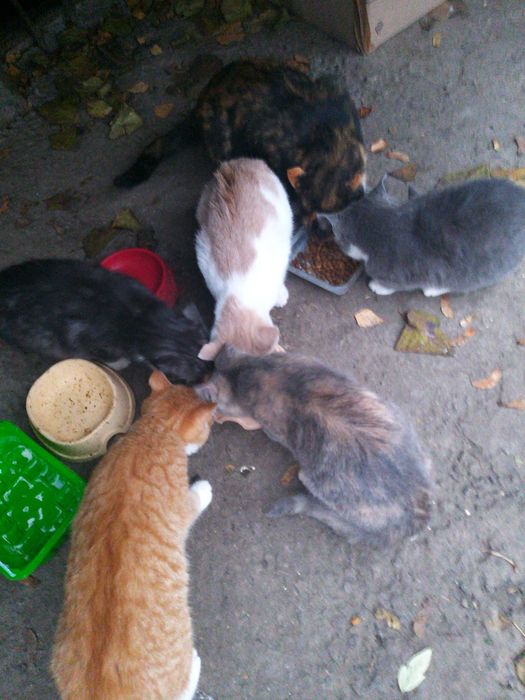 Котенята шукають дім і люблячих добрих хазяїв