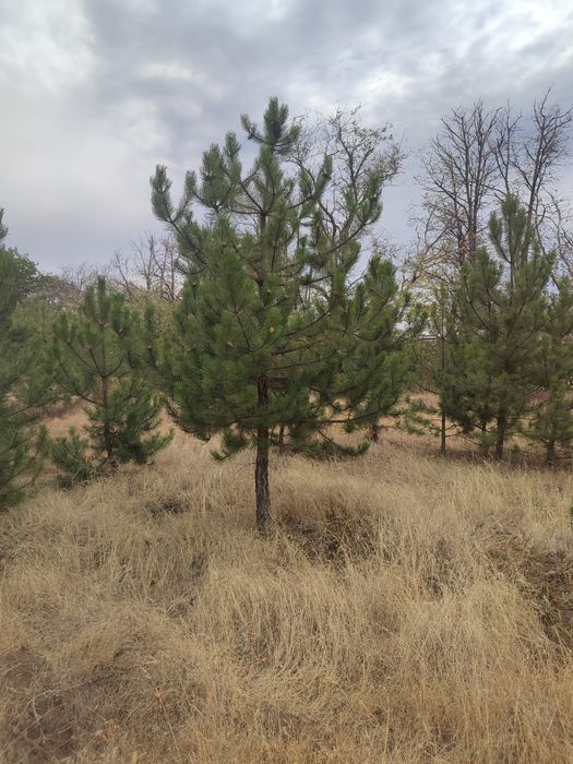 Продам рослини, туя брабант, смарагд, сосна кримська, сосна звичайна.