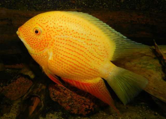GB Pielęgnica Severum RED - dowóz ryb!
