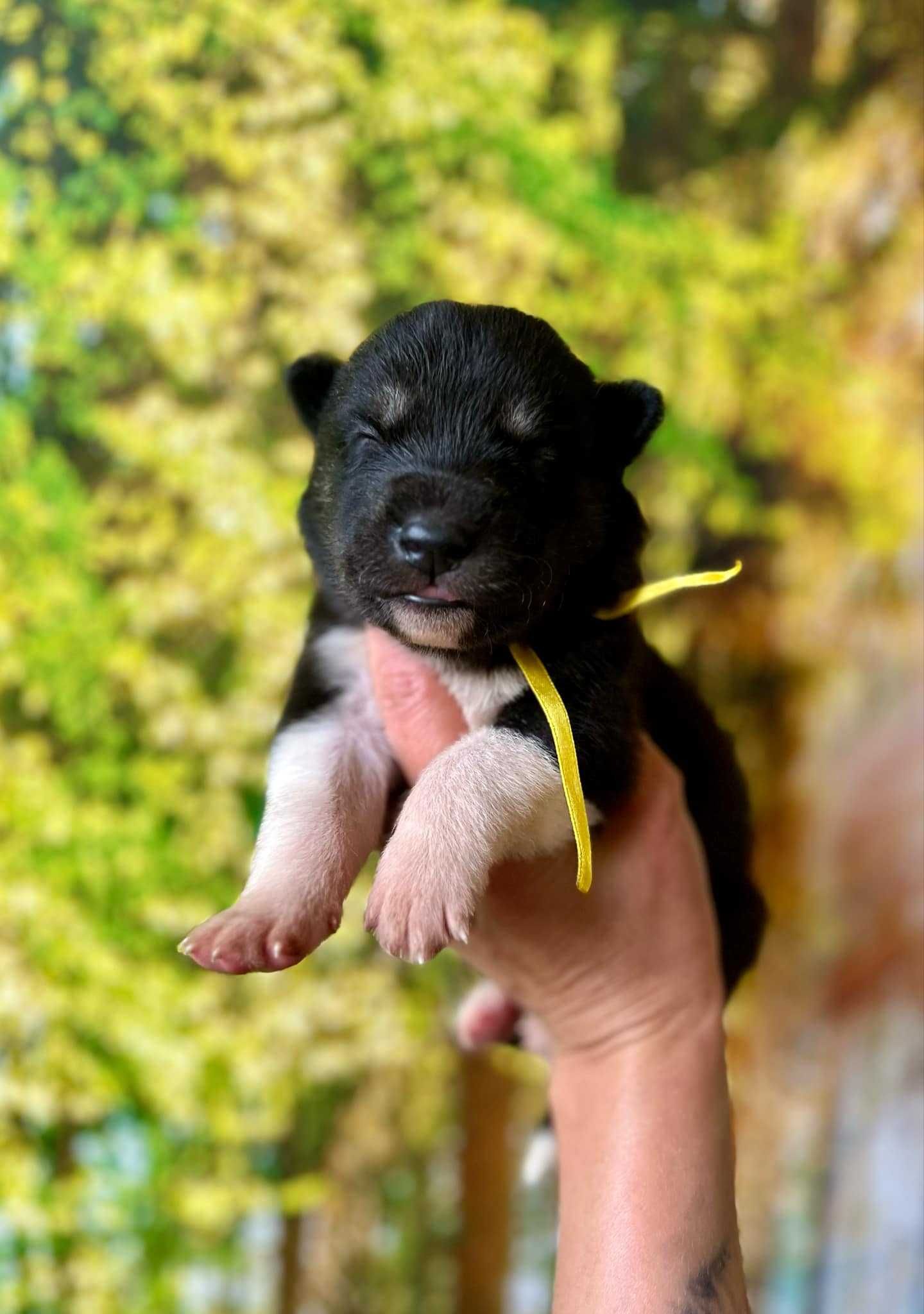 Siberian Husky WENA czarna piękność do kochania i biegania