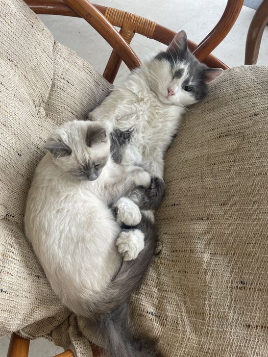 Отдам котят в хорошие руки в ноябре