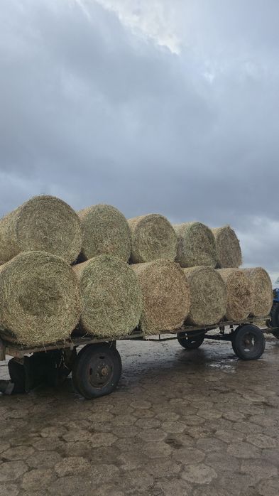 Siano dla KONI i BYDŁAw belach bele  125 CM