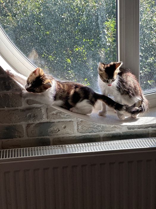 Мальчишка- котик , 3,5 мес, ищет дом! Котята… кошки… котенок отдам