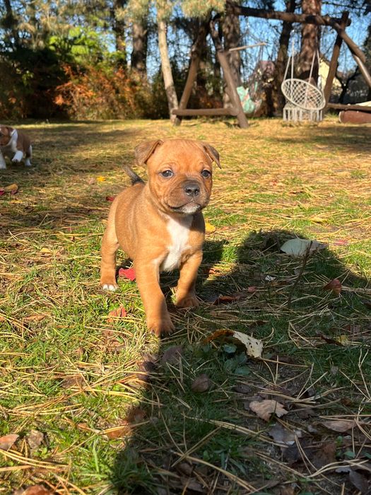 Sprzedam Staffordshire Bull Terrier