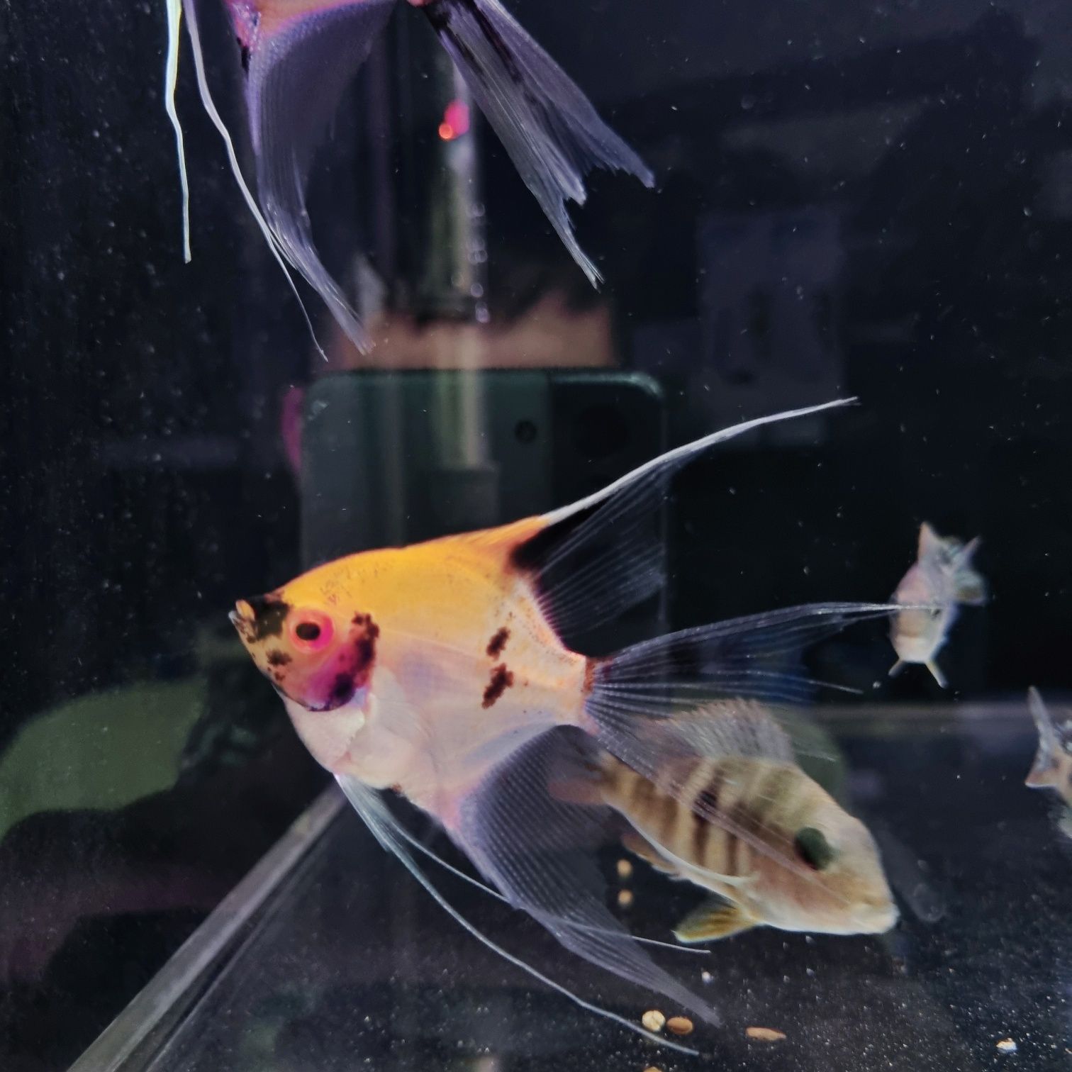 Skalar red devil (koi)